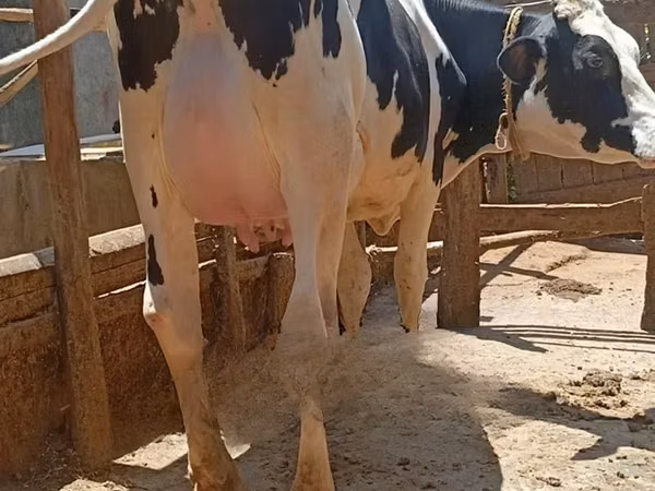Vaca, Raza Holstein