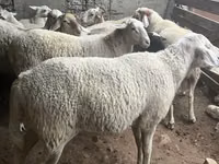 Ram, Assaf sheep — photo 3