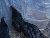 سوماترا — الصورة 3
