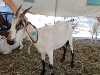 Goat, Saanen goat — photo 4