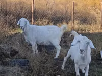Goats (batch, sex not specified), Goats — photo 6
