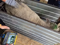 भेड़, Kuibyshev sheep — फ़ोटो 4
