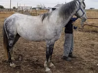 Horse (M), Friesian sport horse — photo 3