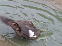 Geese — 照片 2