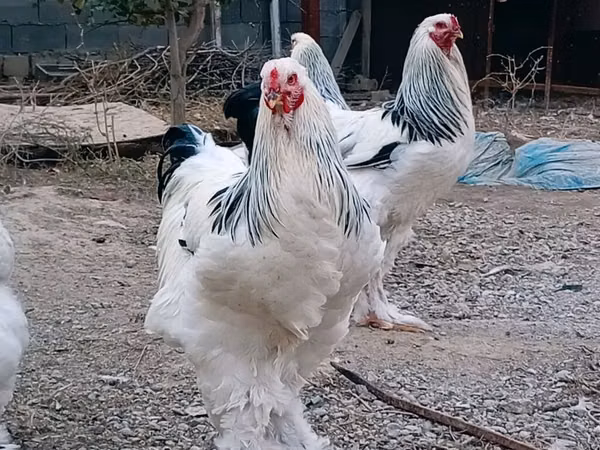 Brahma