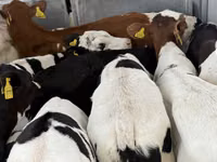 Cattle (batch, sex not specified), Simmental cattle — photo 6