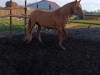 Hengst, Kushum Horse — Foto 1