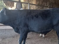 Cow, Latvian Blue cattle — photo 1