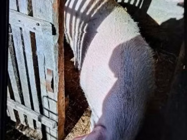 Sow, Pigs