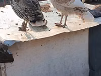 Turkeys — Foto 4