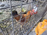Thailändisches Kampfhuhn — Foto 4