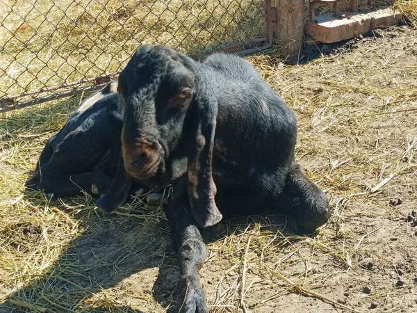 Ziegenbock, Kamori goats