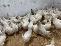 Leghorn — Foto 2