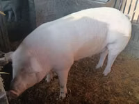 Boar, Pigs — photo 2