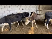 Bull, Cattle — photo 1