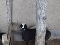 Cabras (lote, sexo no especificado), Cabras — foto 1