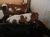 牛只（批次，未指定性别）, Simmental cattle — 照片 2