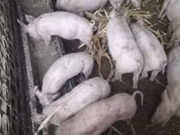 Schweine (Partie, Geschlecht nicht angegeben), Schweine — Foto 2