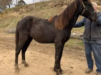 Hengst, Black Sea breed — Foto 4