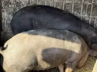 Säue, Schweine — Foto 3