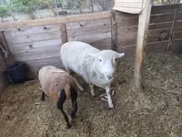 كبش, Cameroon sheep — الصورة 2