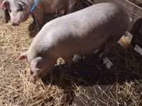 Schweine (Partie, Geschlecht nicht angegeben) — Foto 2
