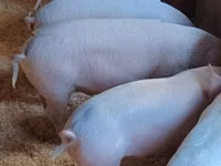 Schweine (Partie, Geschlecht nicht angegeben), Schweine — Foto 3