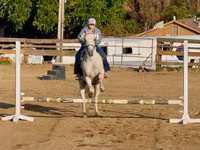Horse (M), Quarter Horse — photo 4