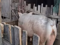 Boar, Pigs — photo 1