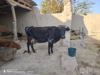 Cow, Cattle — photo 2