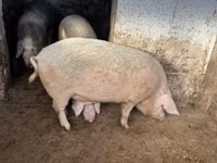 Schweine (Partie, Geschlecht nicht angegeben), Schweine — Foto 1