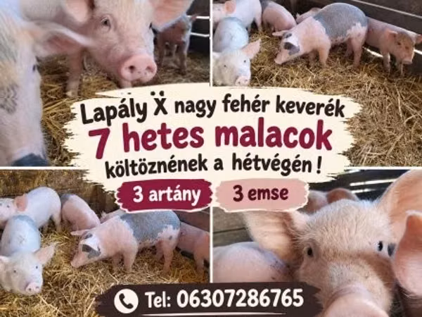 母猪, 