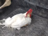 Chickens — الصورة 2