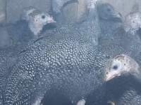 पर्ल ग्रे — फ़ोटो 4