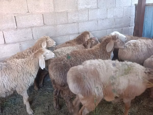 Oveja, Arashan sheep