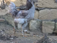 Ameraucana — Foto 4