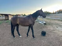 Horse (M), Furioso-North Star — photo 1