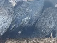 पर्ल ग्रे — फ़ोटो 5
