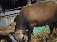 Vaca, Simmental cattle — foto 6