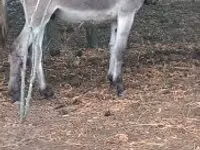 Horse (M), Horses — photo 2