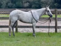 Stute, Quarter Horse — Foto 2