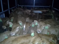公牛, Limousin cow — 照片 5