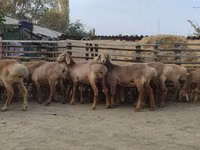 Sheep, Arashan sheep — photo 7
