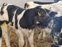 Bovinos (lote, sexo no especificado), Simmental cattle — foto 4