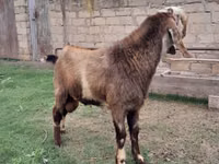 Cabro, Nubian Goat — foto 2