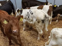 公牛, Limousin cow — 照片 1