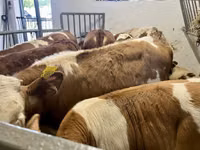Toro, Simmental cattle — foto 3
