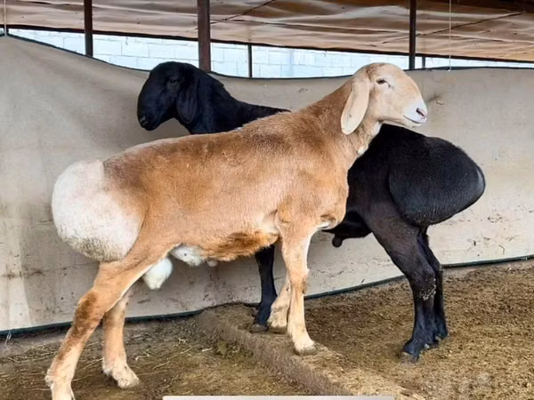 كبش, الأغنام