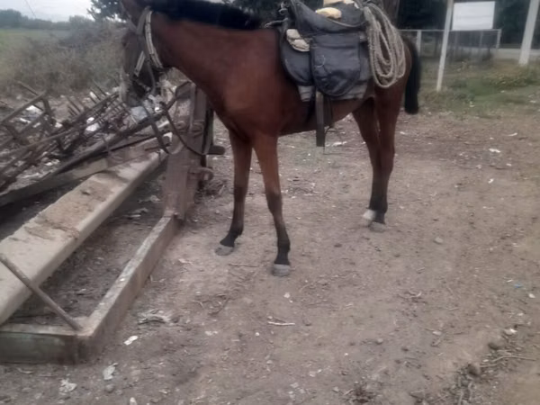 Stute, Karabakh horse