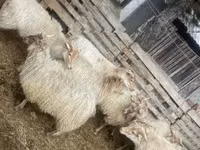 Sheep, Racka sheep — photo 2